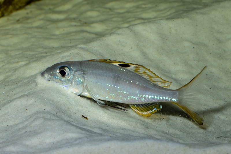 Ectodus descampsii 'Mvuna Island'